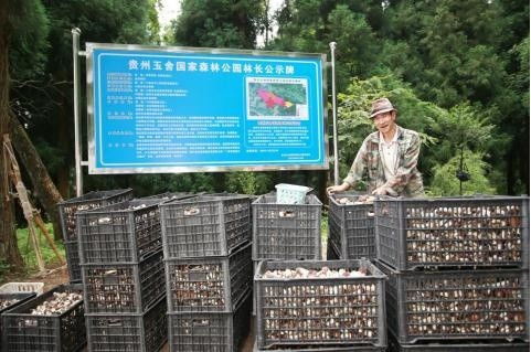 貴州六盤水 林下經(jīng)濟(jì)帶火赤松茸種植 村民在家門口實現(xiàn)務(wù)工就業(yè)